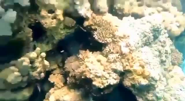 Latest dive by @osama_mohamed_hassan from Last month